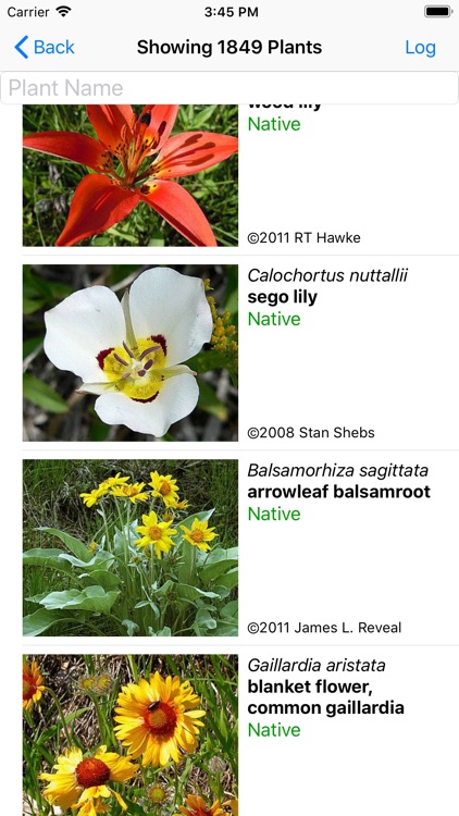 South Dakota Wildflower