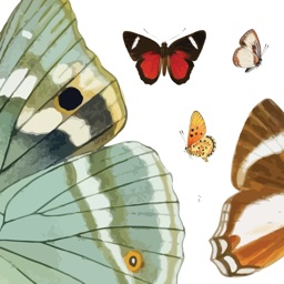 Butterflies Volume 1
