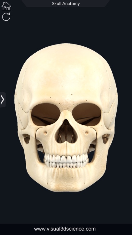 My Skull Anatomy