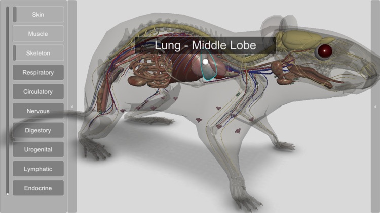 3D Rat Anatomy screenshot-7