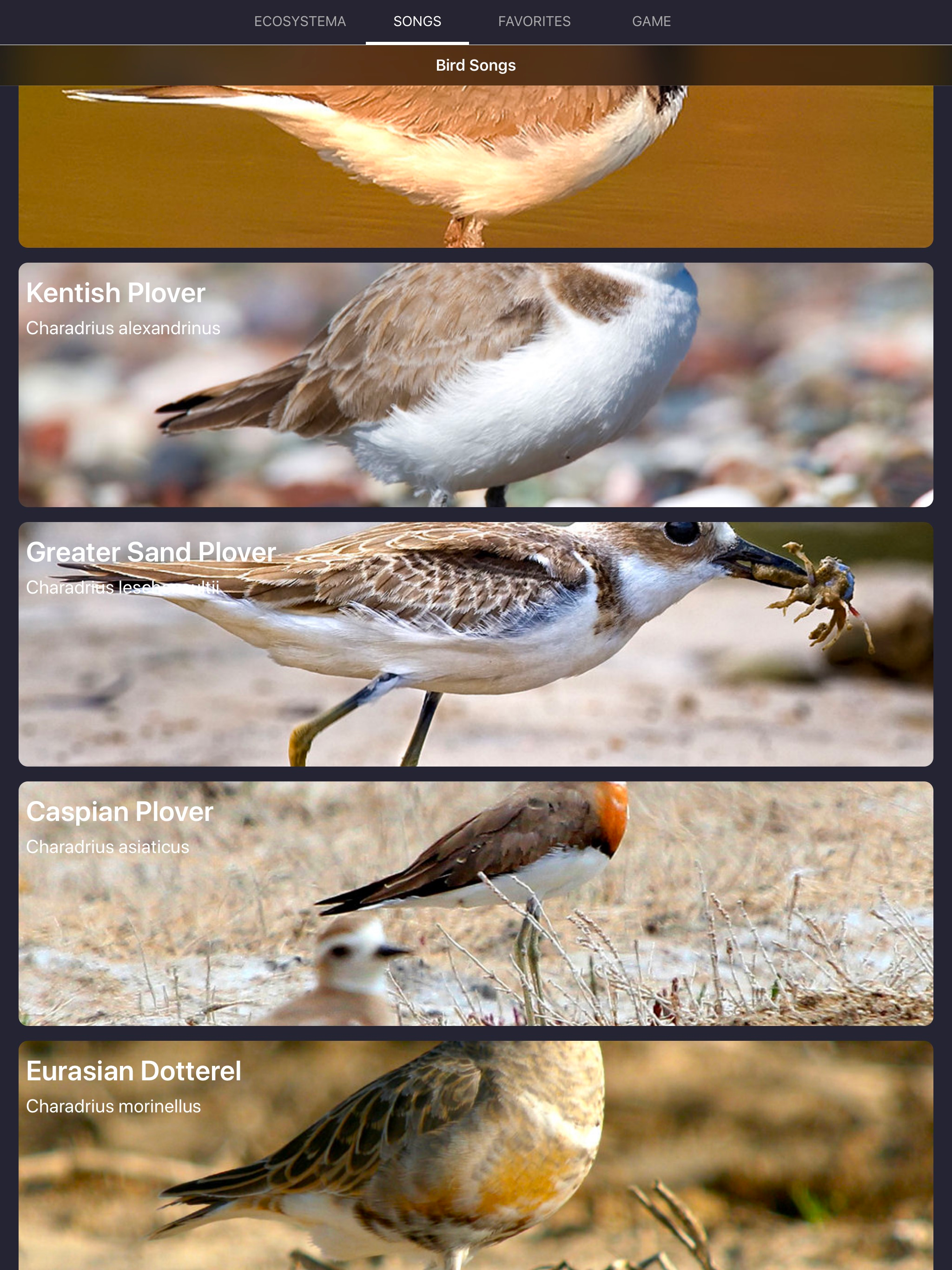 Bird Sounds and Bird Calls