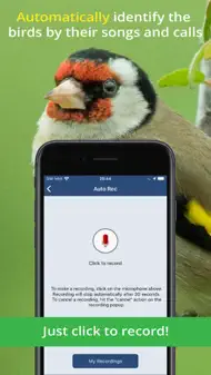 Bird Song Id UK iphone bilder 1