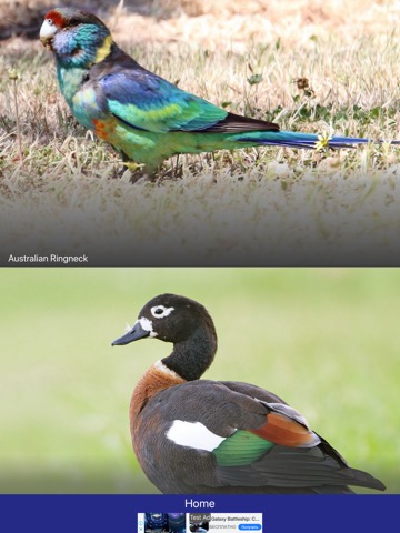 Bird Quiz - Birds of Australiaのおすすめ画像5