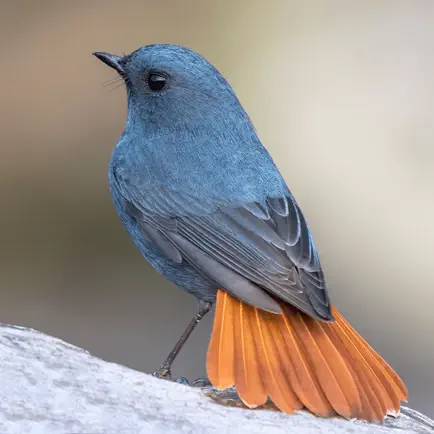 Birds Complete Reference Guide Cheats