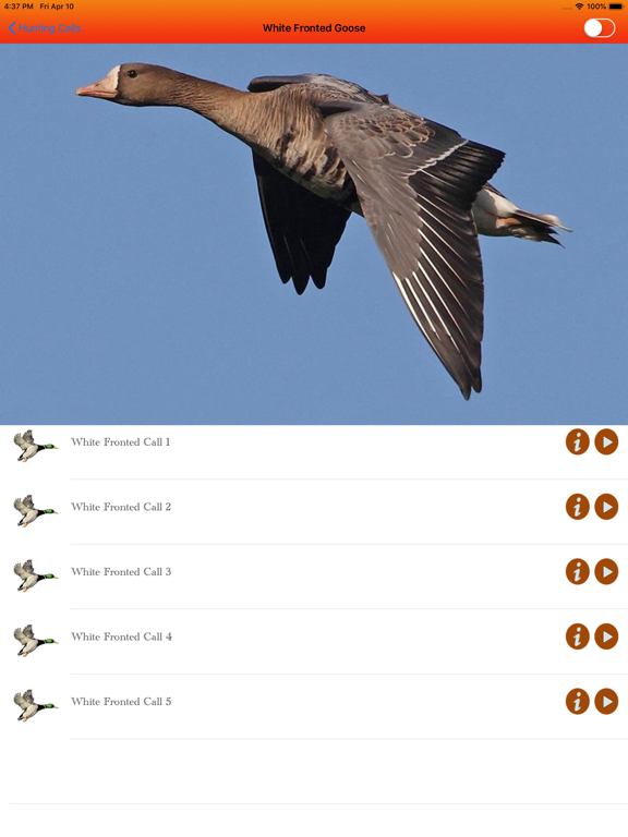 Screenshot #5 pour Duck Hunting Calls -
