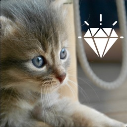 Face My Space: AR Photo FX