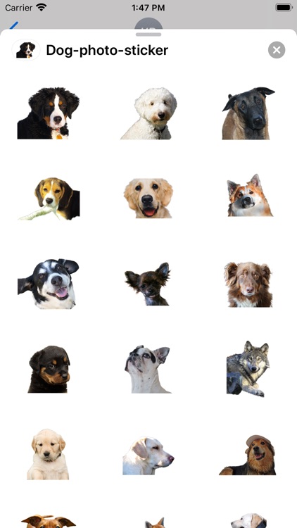 Dog photo sticker