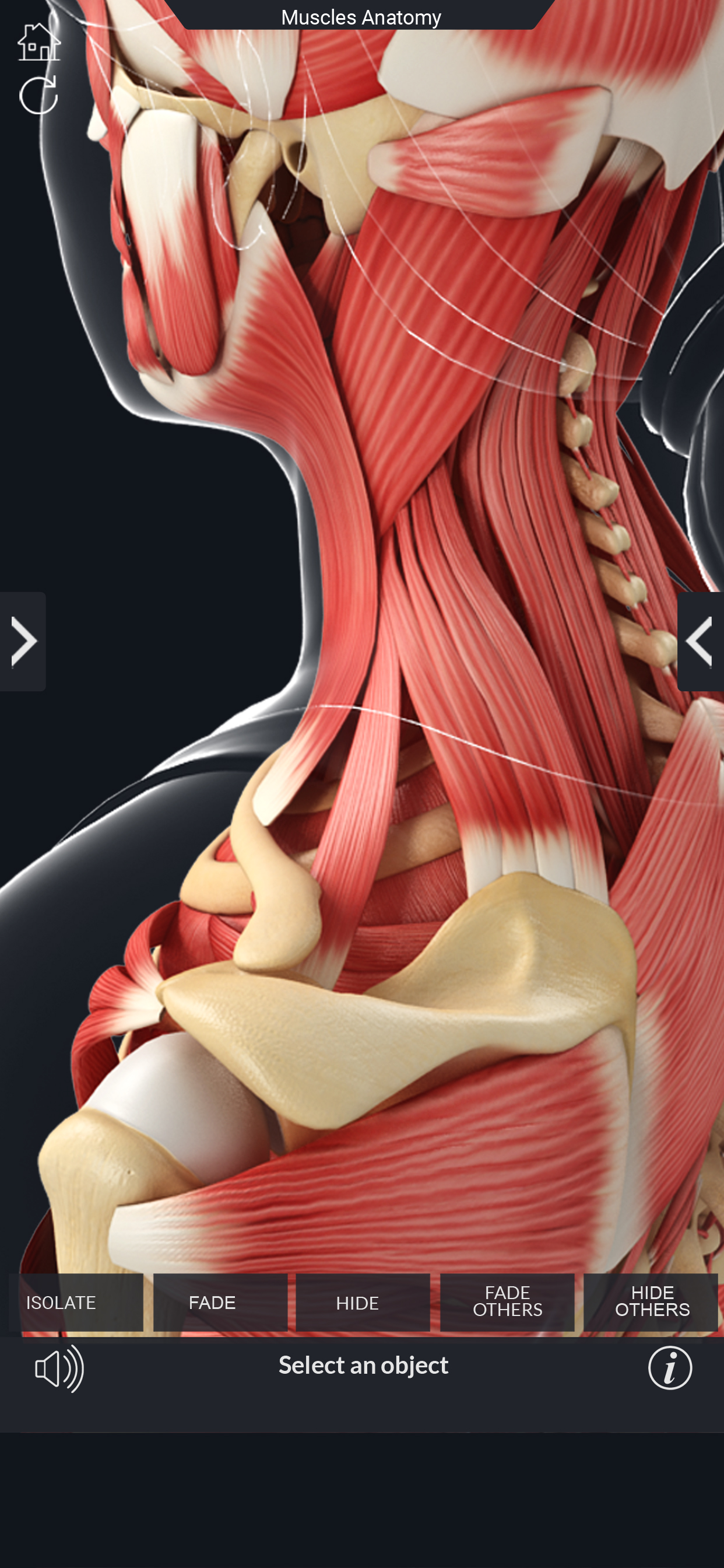 My Muscle Anatomy screenshot 6