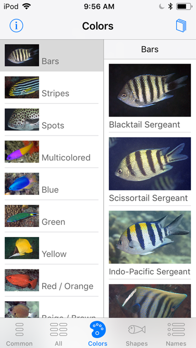 Lembeh Resort House Reef Fish Screenshot