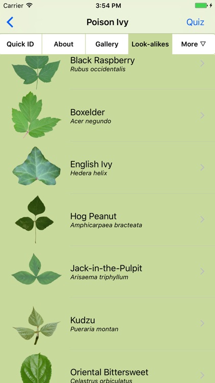 Rash Plants