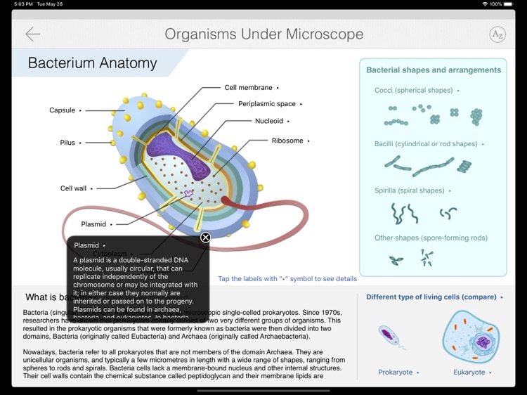 Bacteria Guide