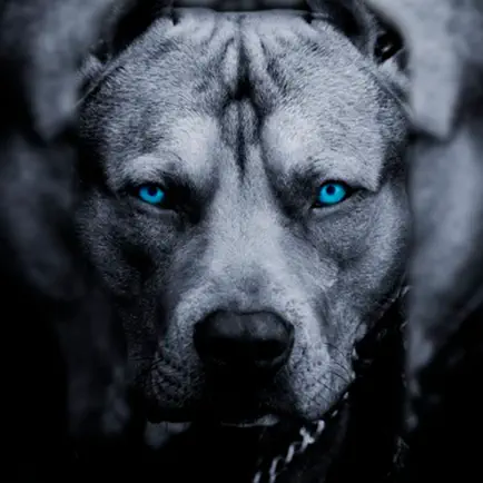 Imagenes Perros y Gatos Cheats