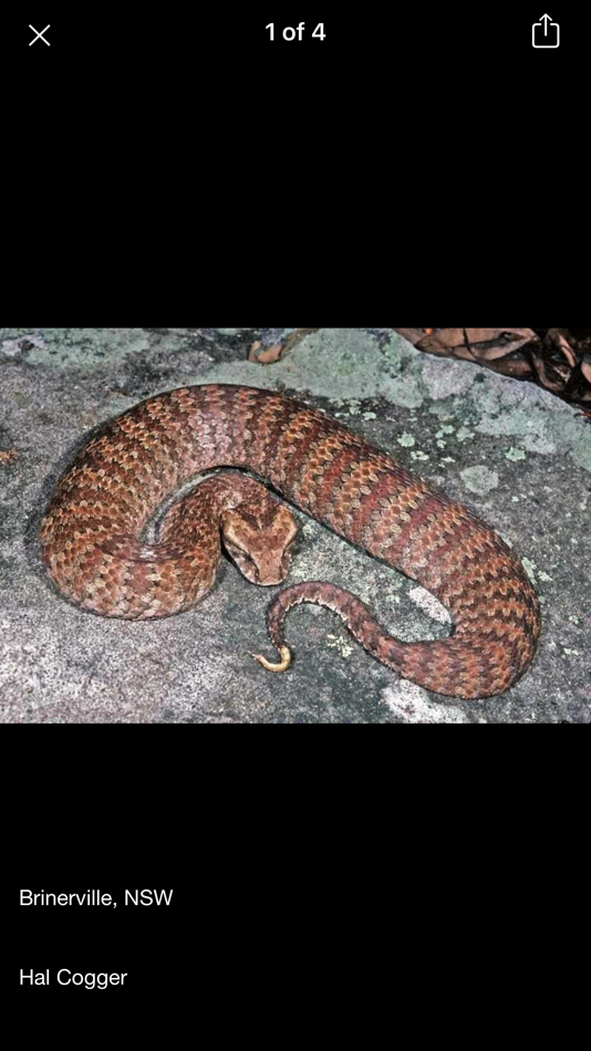 #8. Australian Snake ID (iOS) 由: LucidMobile