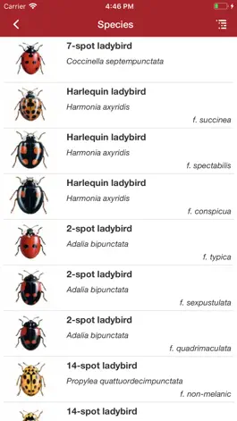 Game screenshot European Ladybirds hack