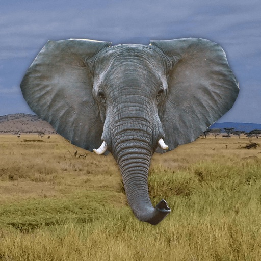 Trumpet - Elephant Sounds icon