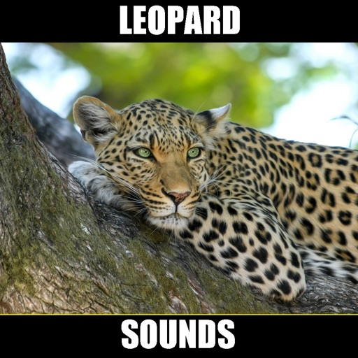 Leopard Sounds