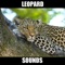 Leopard Sounds and Effects provides you leopard sounds, leopard sounds, leopard, leopards sounds, leopard sound effects at your fingertips