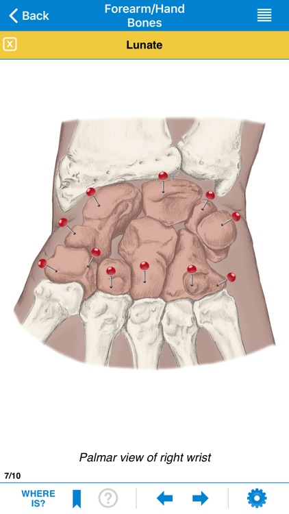 AMTA Massage Anatomy Guide screenshot-5