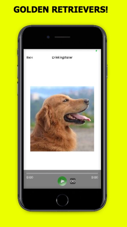 Golden Retriever Sounds