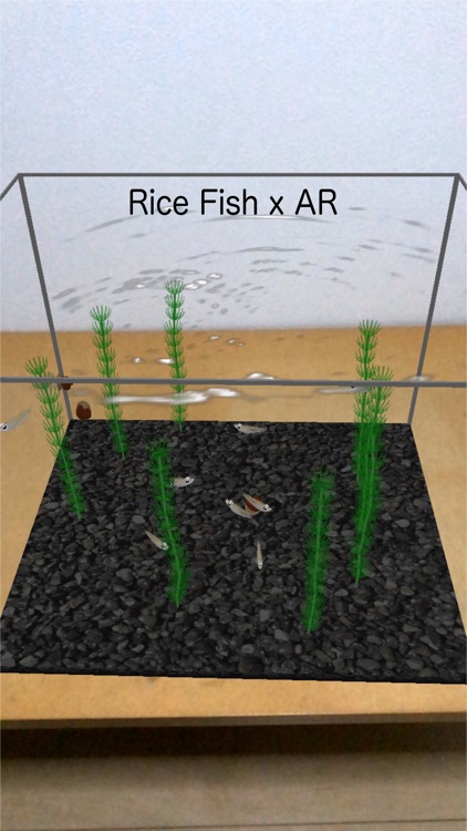 Rice Fish AR/VR