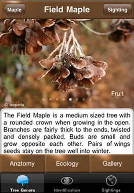 Game screenshot Winter Tree Id - British Isles apk