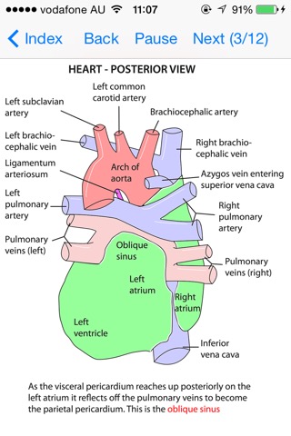 Anatomy Thorax and Abdomenのおすすめ画像1