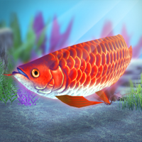 My Asian arowana Aquarium