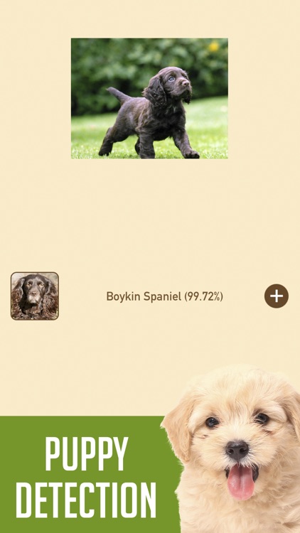 DogSnap - Dog Breed Identifier
