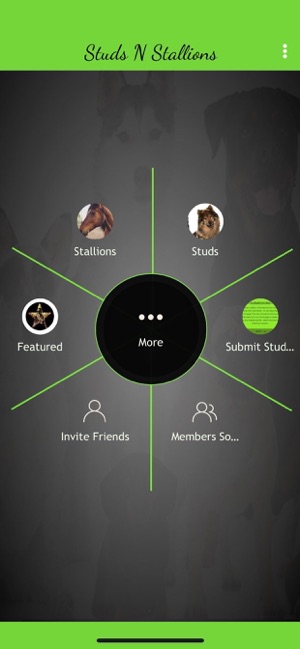 Studs N Stallions(圖2)-速報App