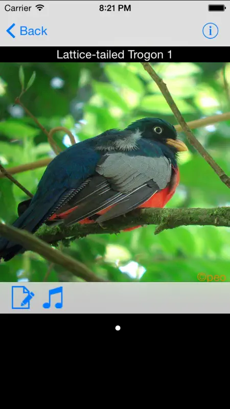 Panama Birds Field Guide screenshot 2 of 5