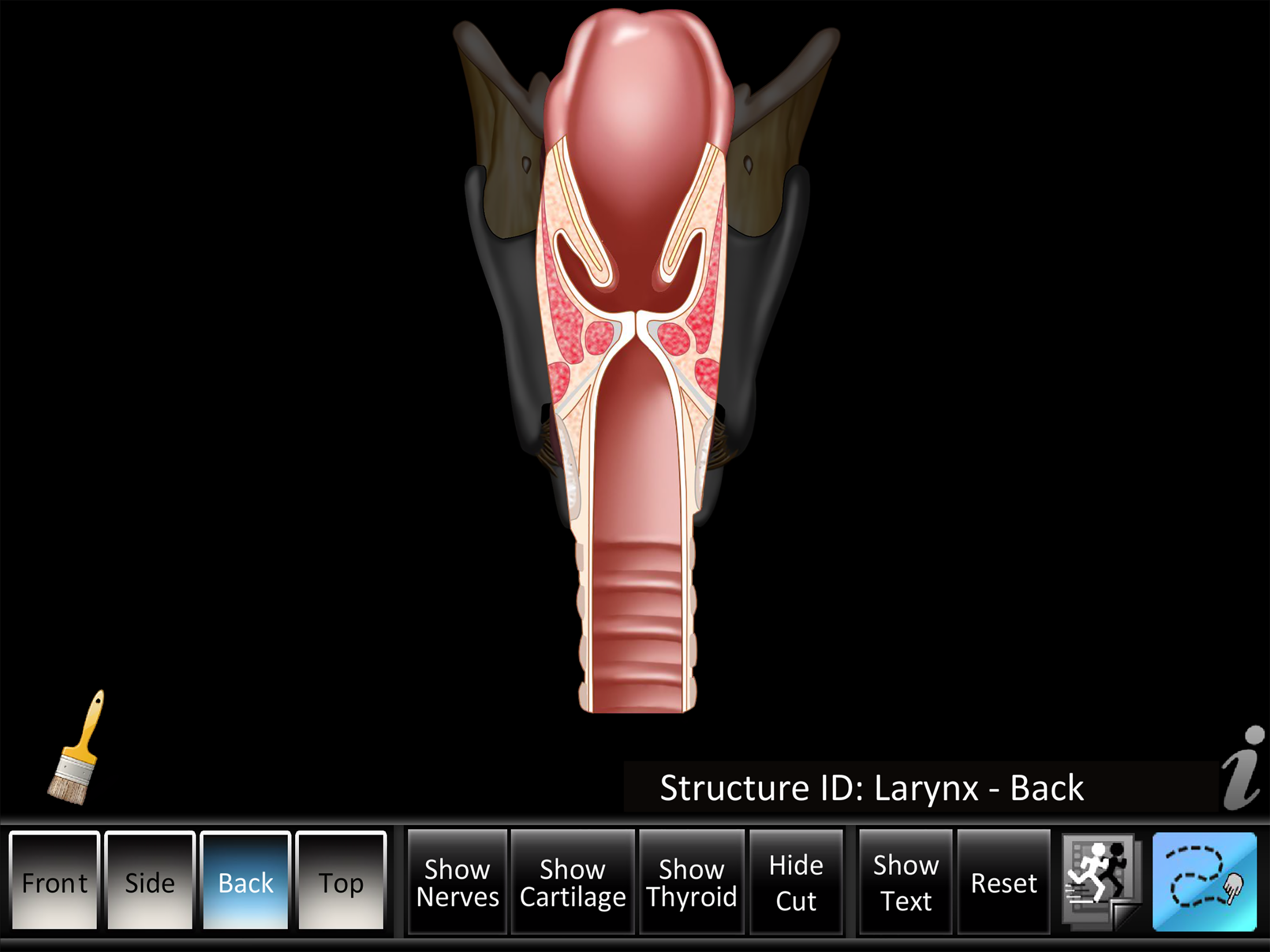 Larynx ID