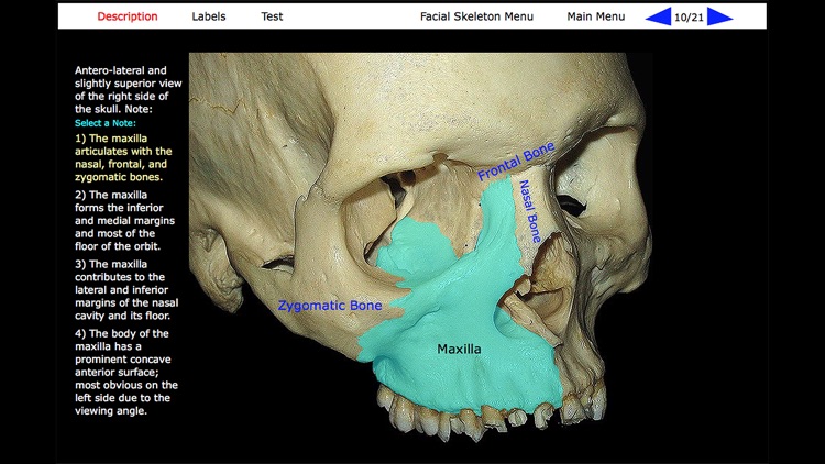 Human Skeleton: Gross Anatomy screenshot-4