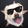 Jamie and Percy - Lab brothers app icon - Stickers app for iPhone