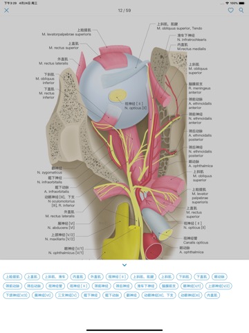 眼部解剖图谱-高清中英文标注图谱のおすすめ画像4