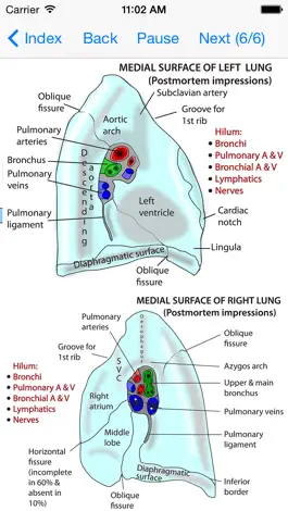Game screenshot Anatomy Thorax and Abdomen apk
