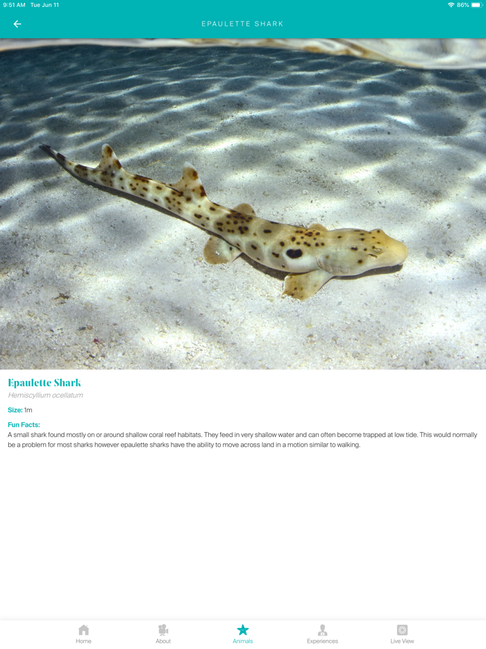 Living Reef - Daydream Island