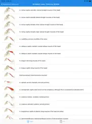 equine anatomy learning aid ipad images 2