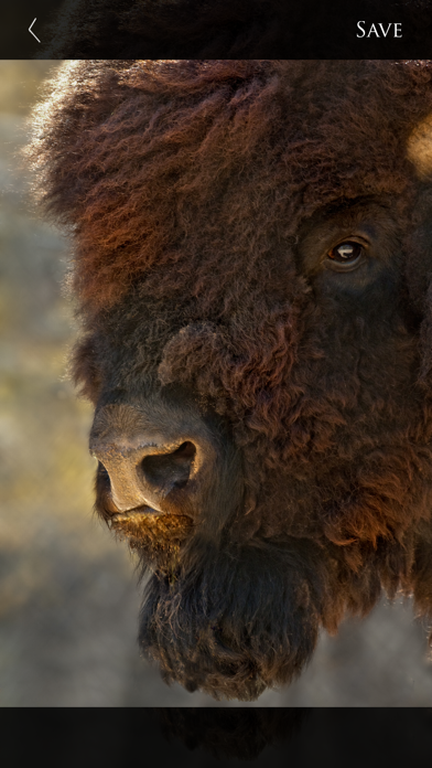 Nature and Wildlife Pictures Screenshot