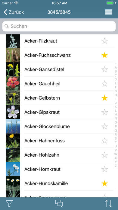 Flora Helvetica Mini deutsch Screenshot