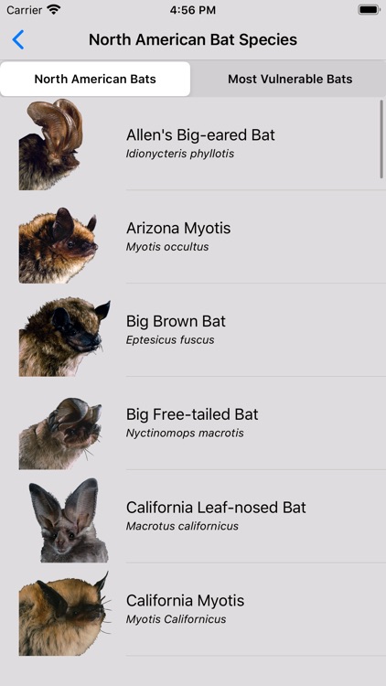 The Bat App