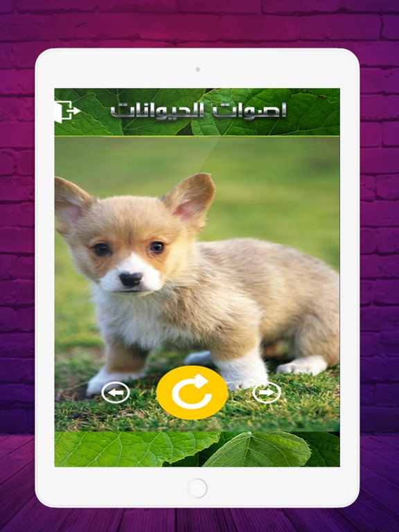 Screenshot #6 pour 2020 اصوات الحيوانات