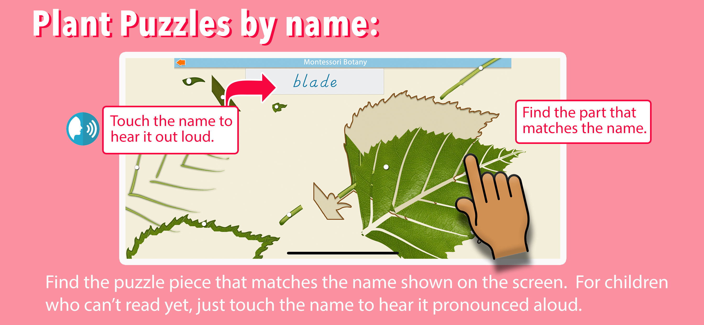 Learn Botany - Parts of Plants screenshot 4