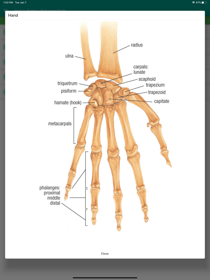 Human Skeleton Reference Guide