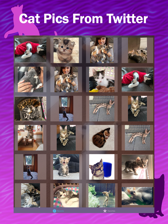 Screenshot #4 pour Kitter: Live Cat Pics