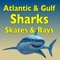 This app features over 60 species of sharks, skates, and rays that are found in the waters of the Atlantic and the Gulf of Mexico