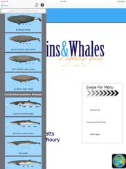 dolphins and whales ipad images 1