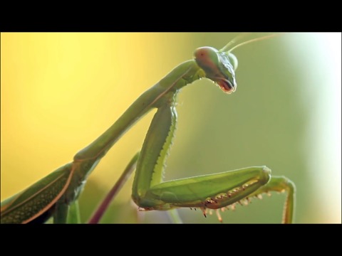 Video Touch - Bugs & Insectsのおすすめ画像4