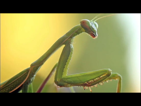 Video Touch - Insecten iPad app afbeelding 4