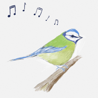 Bird Song ID UK