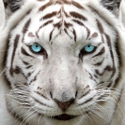 Big Cat Rescue App